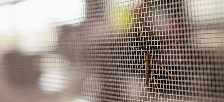 Repair Mosquito Mesh For Windows in Ottawa, Ontario